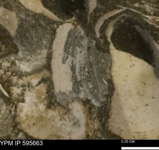 Protocardia sp.