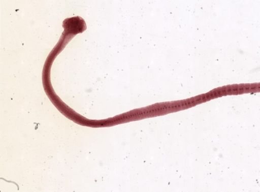 Mesocestoides litteratus