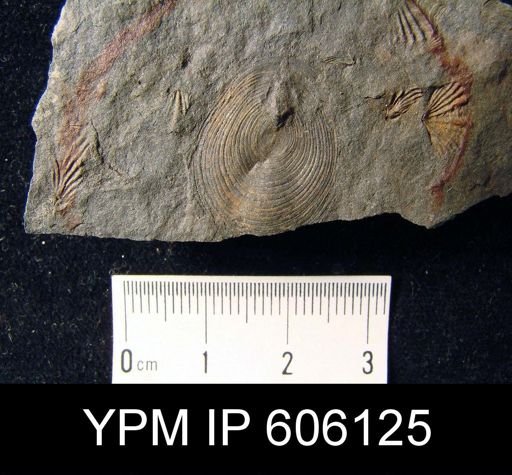 Orbiculoidea sp.