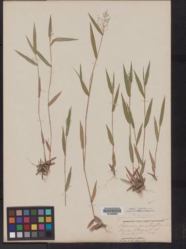 Panicum huachucae