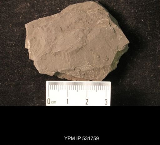 Orbiculoidea minuta