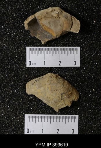 Ostrea glabra