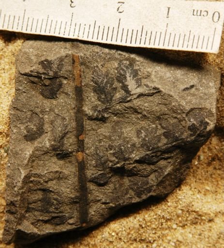 Sphenopteris lobifolia