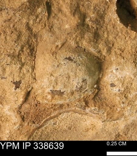 undet. Mollusca