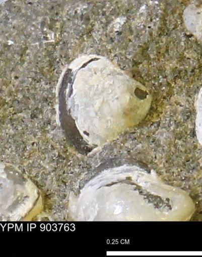 Corbulamella sp.