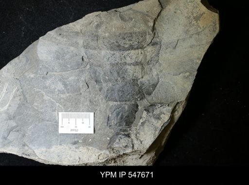 undet. Eurypterida