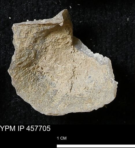 Helaspis sp.