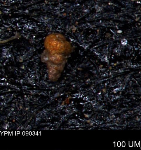 Verneuilinoides kansasensis