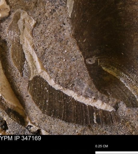 undet. Bivalvia