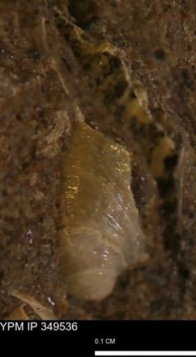undet. Bivalvia