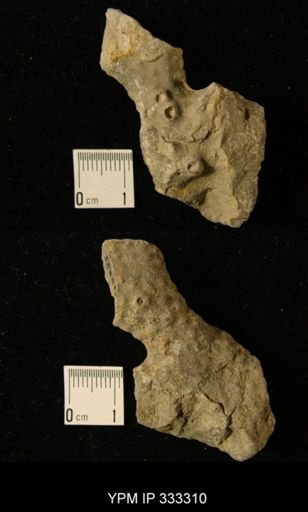 undet. Bryozoa