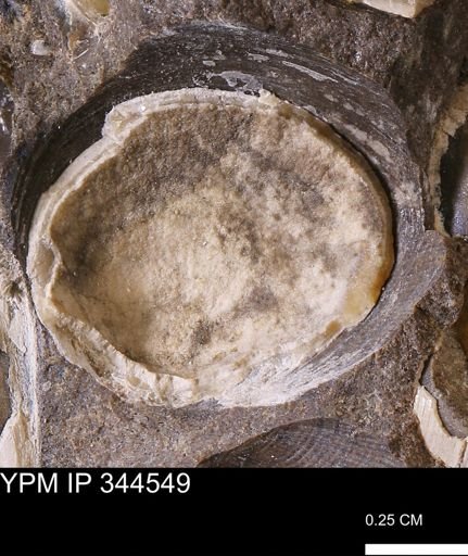 undet. Bivalvia