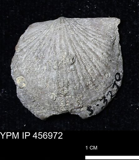 Stropheodonta sp.