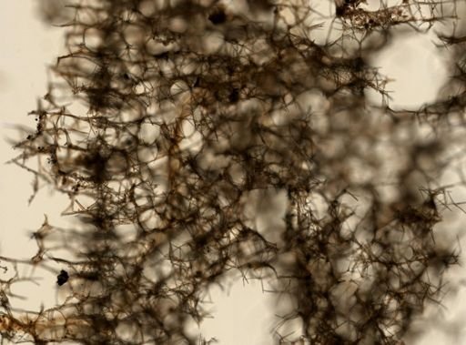 Haliclona cinerea?