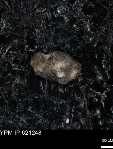 undet. Foraminiferida
