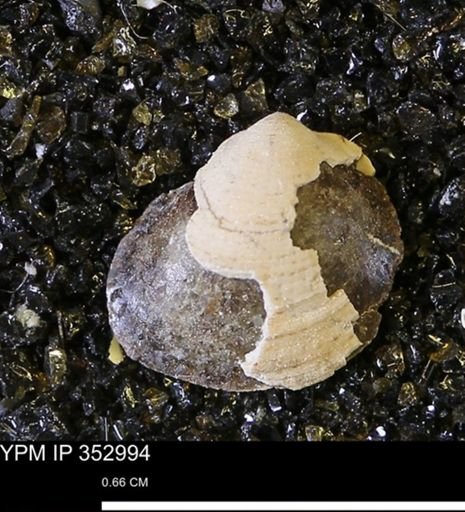 Limopsis striatopunctatus