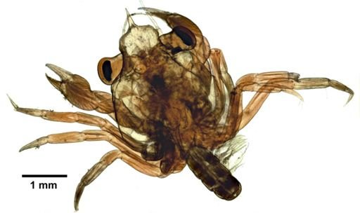 Brachyura