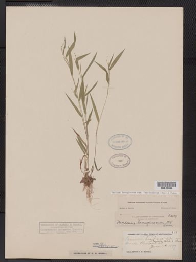 Panicum lanuginosum