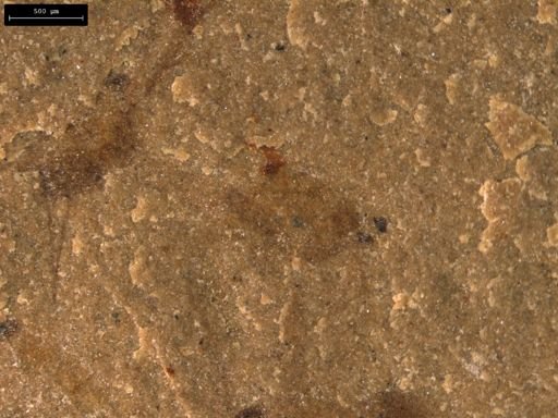 taxon undetermined