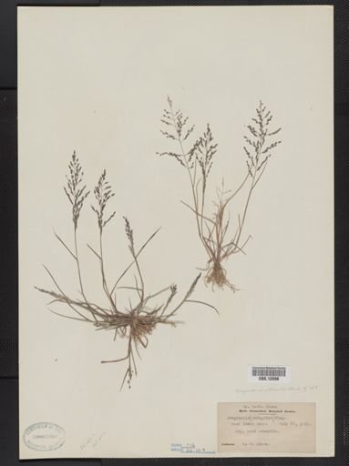 Eragrostis multicaulis