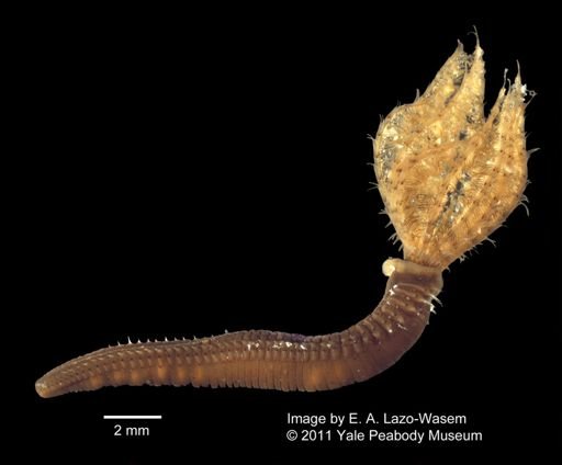 Sabellidae
