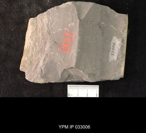 Mormolucoides articulatus