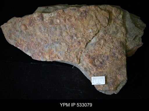 undet. Brachiopoda