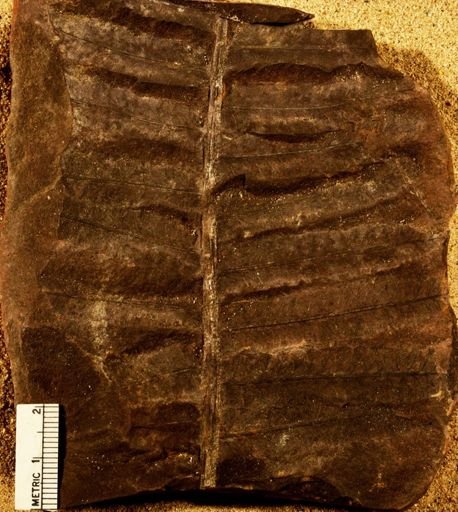 Pecopteris
