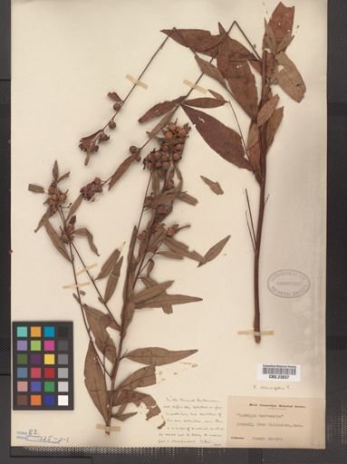 Ludwigia alternifolia