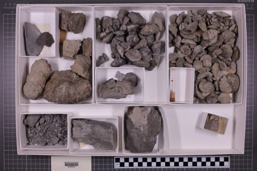 mixed taxa, stratigraphic collection