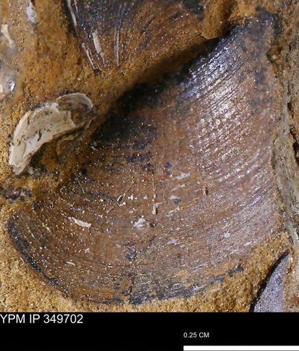 Limopsis striatopunctatus