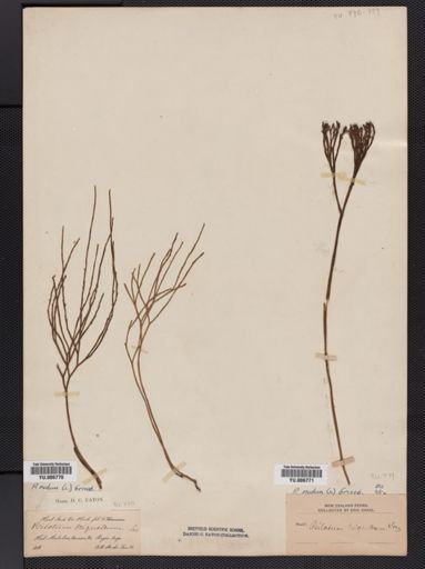 Psilotum