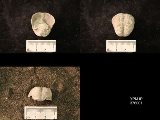 Pustula nebrascensis