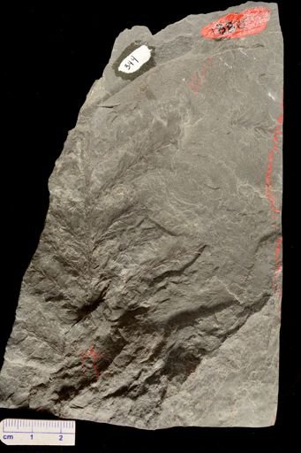 Archaeopteris