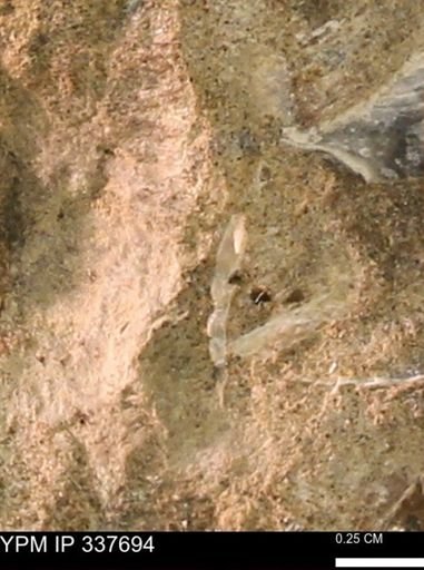 undet. Mollusca