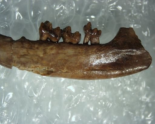 Adapisoricidae sp.