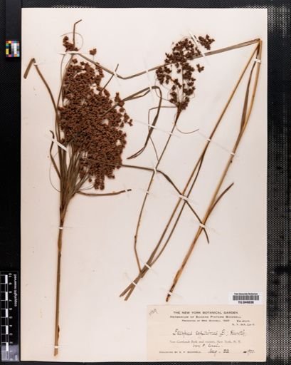 Scirpus cyperinus