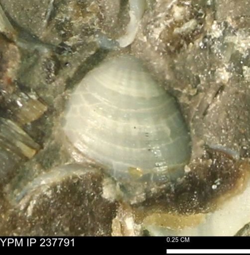 Limopsis striatopunctatus