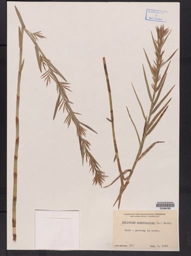 Dulichium arundinaceum