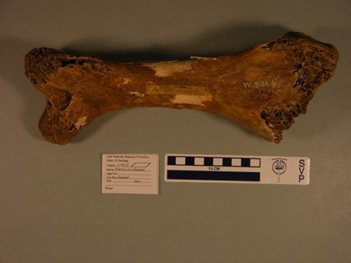 Dinornis struthoides