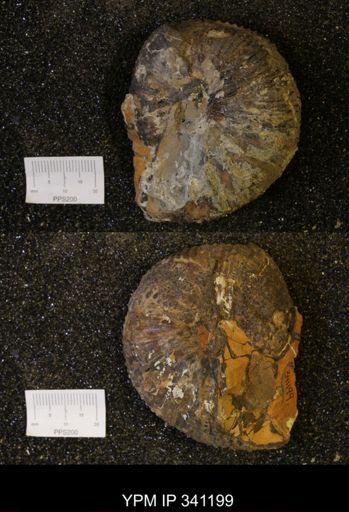 Scaphites depressus