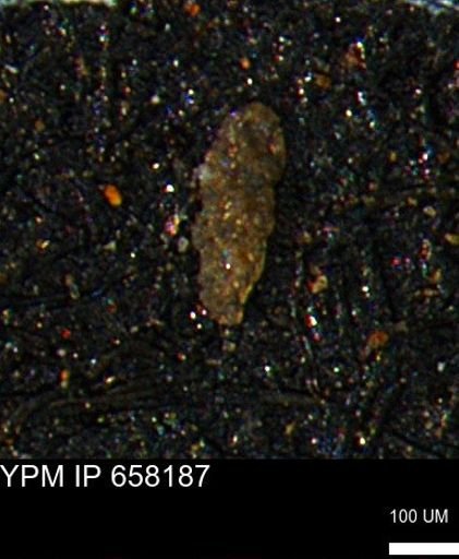 undet. Foraminiferida