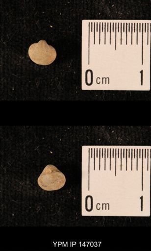 Ambocoelia planoconvexa