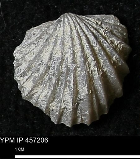 Stropheodonta erratica solidicosta