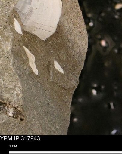 undet. Mollusca