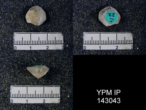 Spirigerella numismalis