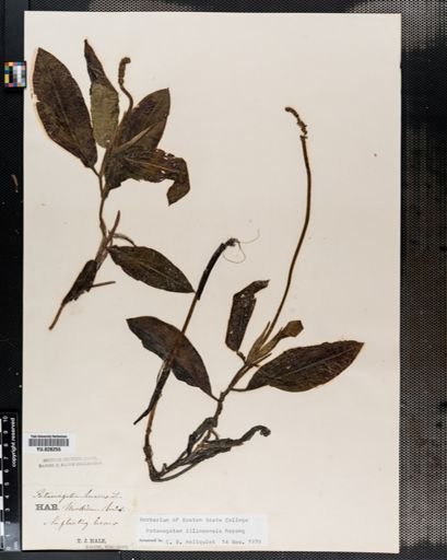 Potamogeton