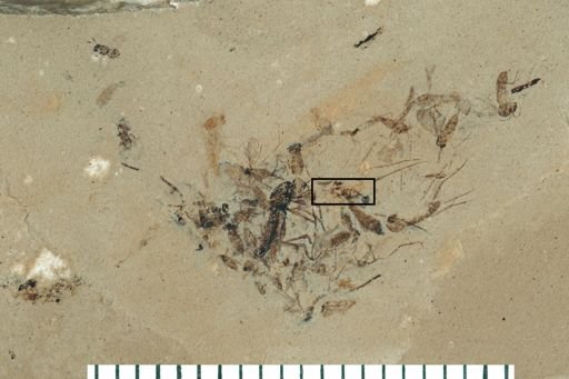 Hymenoptera?