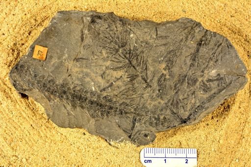 Asterophyllites sp.