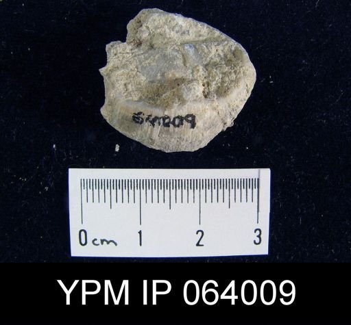 Leptaena tennesseensis